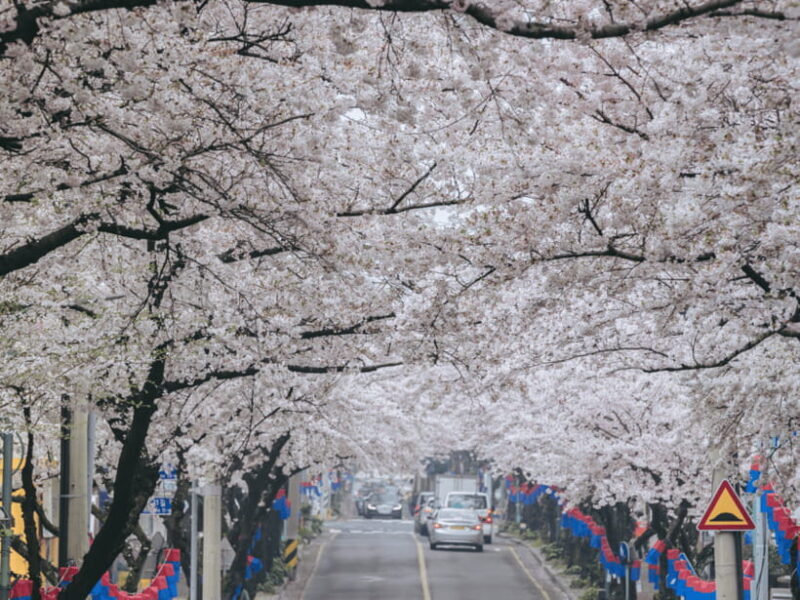 Jeju East: Cherry Blossom Early Bird Tour with Hotel Pickup - The Sum Up