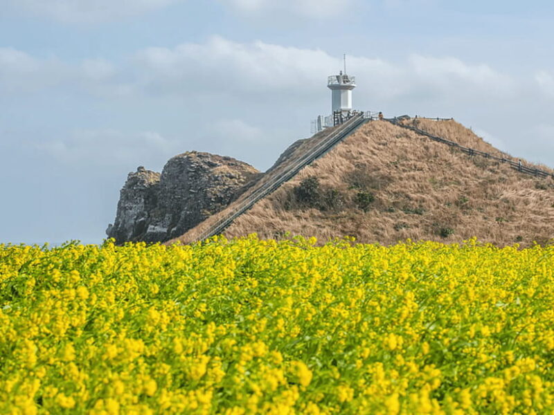 Jeju East: Cherry Blossom Early Bird Tour with Hotel Pickup - Frequently Asked Questions
