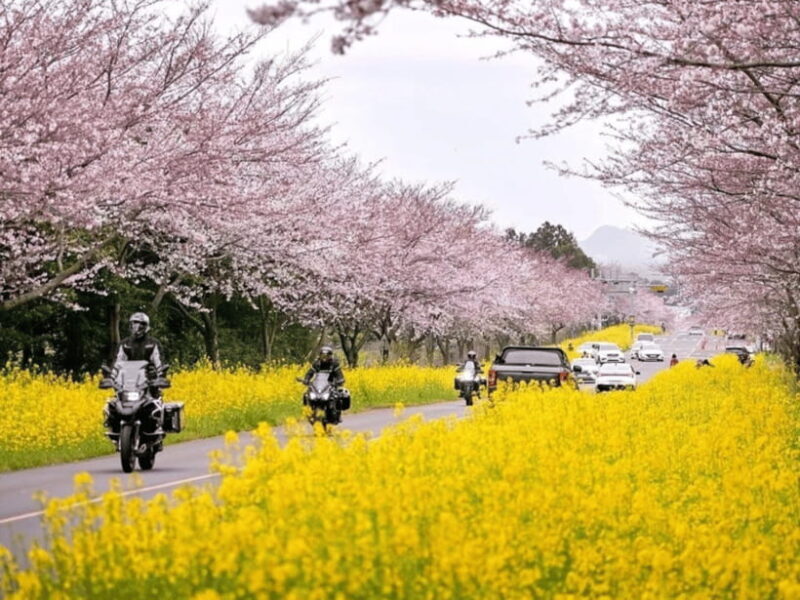 Jeju East: Cherry Blossom Early Bird Tour with Hotel Pickup - What Makes This Tour Stand Out