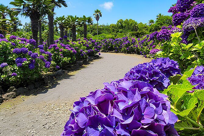 Jeju East Hydrangea Tour with UNESCO site - FAQs