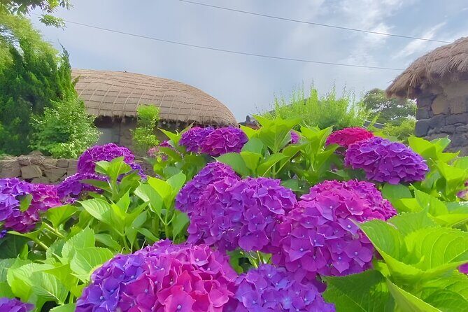 Jeju East Hydrangea Tour with UNESCO site - In Summary