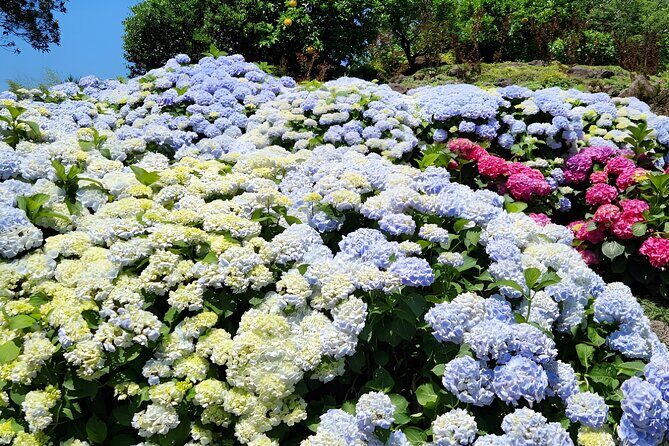 Jeju East Hydrangea Tour with UNESCO site - In-Depth Look at the Jeju East Hydrangea Tour