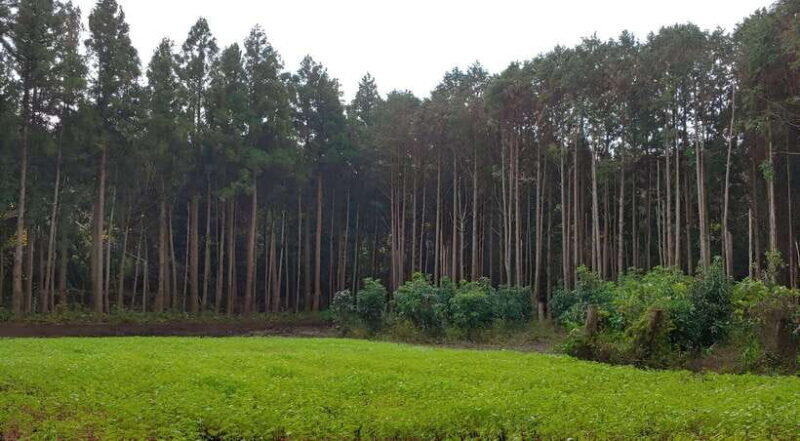 Jeju East: K-Drama Filming Spots Tour with Hotel Pickup - Good To Know