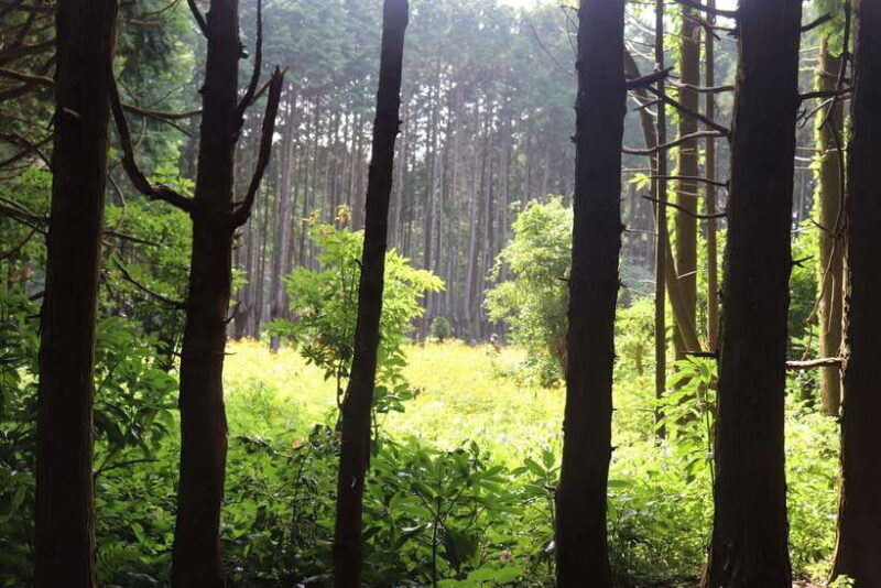 Jeju: East of Jeju Island Bus Tour from Seogwipo City - Who Should Consider This Tour?