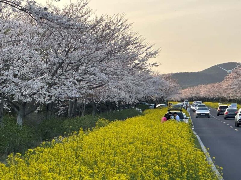 Jeju East Small Group Tour Cherry Blossom & Woman Diver Show - Who Should Consider This Tour?