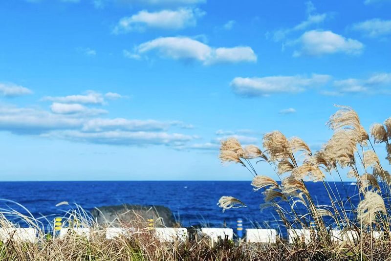 Jeju East&SouthWest Shared Day Tour|Seongsan, Camellia|Multi Spots - Udo: four hours for island scenery and optional thrills