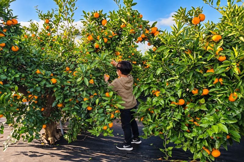 Jeju East Tour with Haenyeo Show & Lava Tube & Coastal Highlights - Lunch, tangerines and a coastal pause