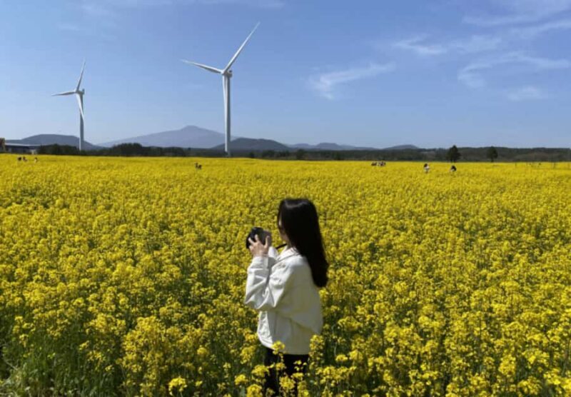 Jeju: Eastern Spring Cherry blossom& Canola & UNESCO Tour - Good To Know