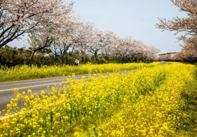 Jeju: Eastern Spring Cherry blossom& Canola & UNESCO Tour - An In-Depth Look at the Tour Experience
