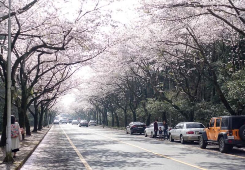 Jeju: Eastern Spring Cherry blossom& Canola & UNESCO Tour - Why This Tour Stands Out