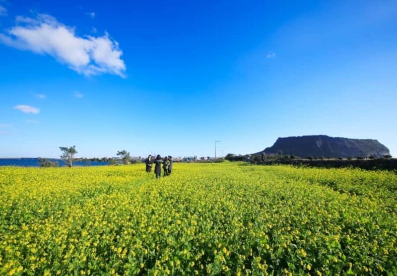 Jeju: Eastern Spring Cherry blossom& Canola & UNESCO Tour - FAQ