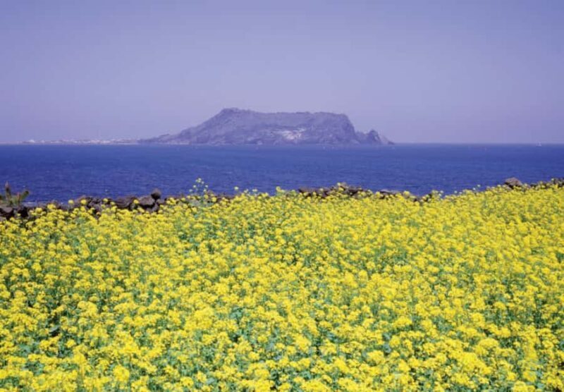 Jeju: Eastern Spring Cherry blossom& Canola & UNESCO Tour - Final Thoughts