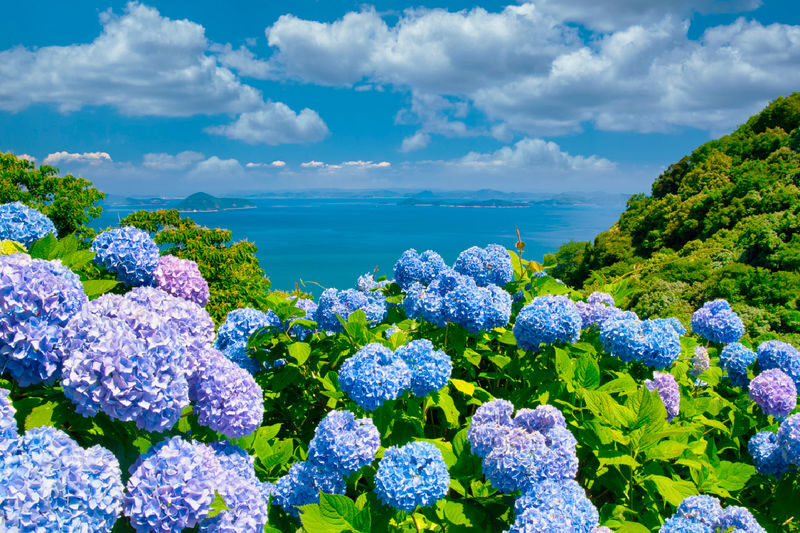 Jeju Eastern/ Western/ Hydrangea/ Seongsan Ilchulbong/ Private Tour - What to know before you book
