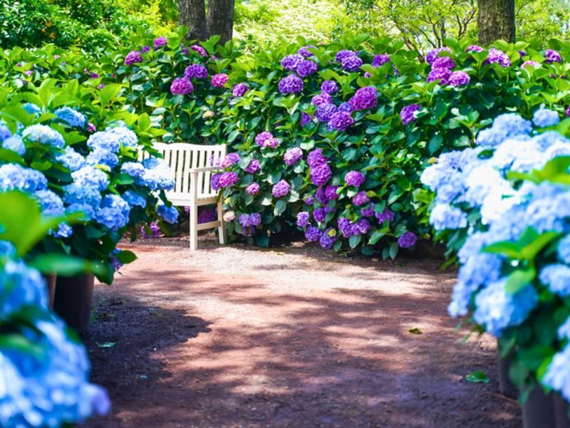 Jeju Eastern/ Western/ Hydrangea/ Seongsan Ilchulbong/ Private Tour - Lunch near Seongsan Ilchulbong is on your own
