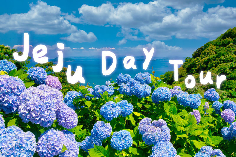 Jeju Eastern/ Western/ Hydrangea/ Seongsan Ilchulbong/ Private Tour - Private transport helps, but confirm the language