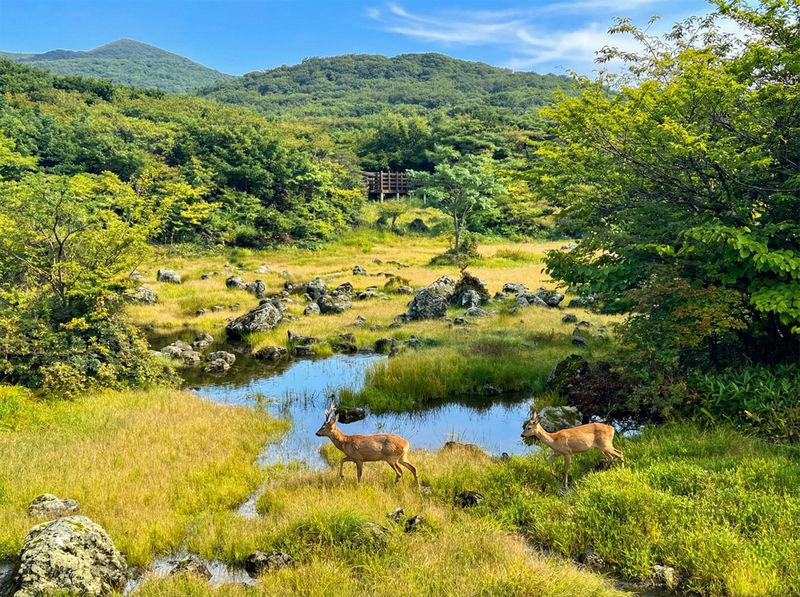 Jeju Essential Southwest Tour (1PM Late Departure) - A late start, with a sensible trade-off