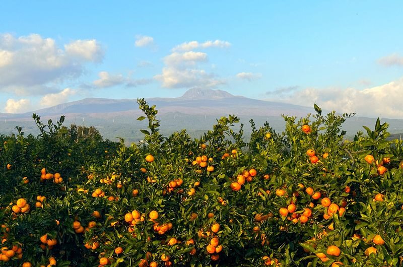 Jeju Fall Foliage, Tangerine Picking, Pink Muhly & Silver Grass Tour - At a glance