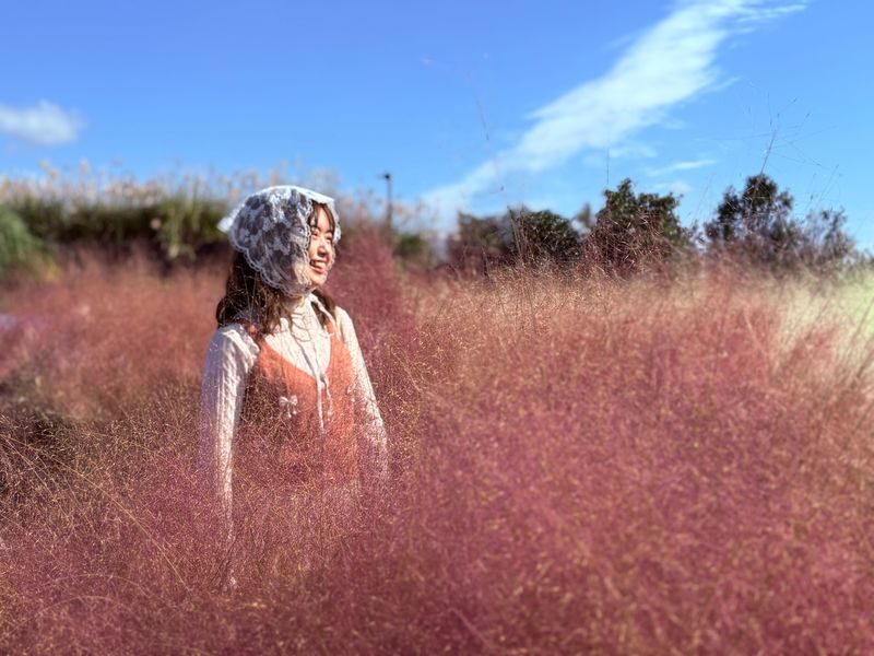 Jeju Fall Foliage, Tangerine Picking, Pink Muhly & Silver Grass Tour - A full circuit through Jeju’s autumn colors