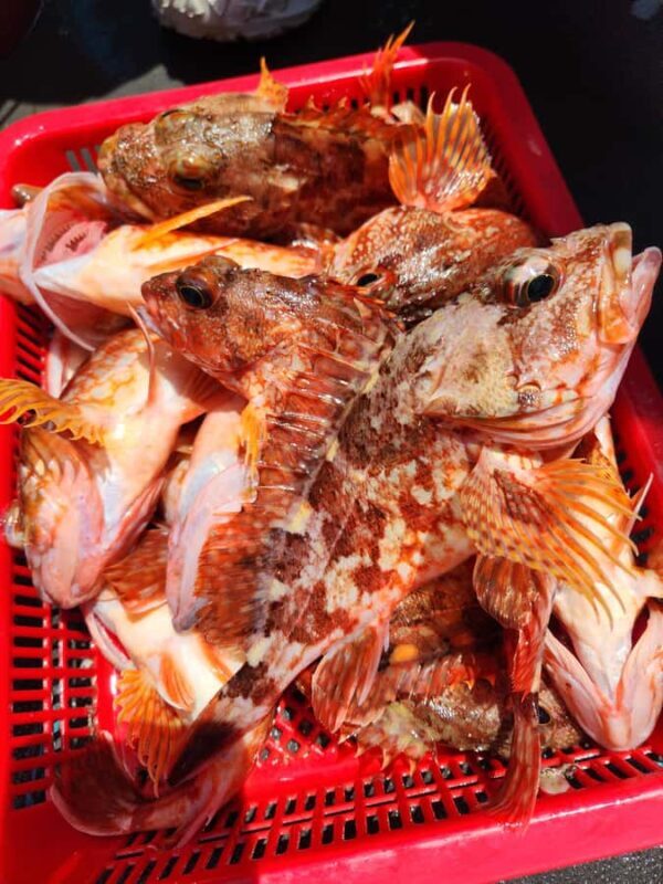 Jeju: Hidden Gems Sea Boat Fishing Tour with Lunch - FAQ