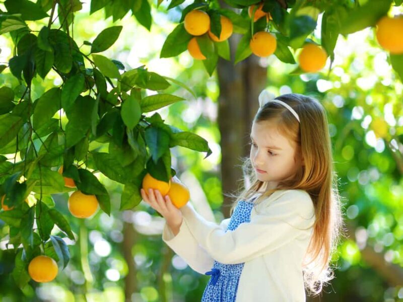 Jeju: Hotel Pickup East Snow, Camellia, Tangerine Picking - Good To Know