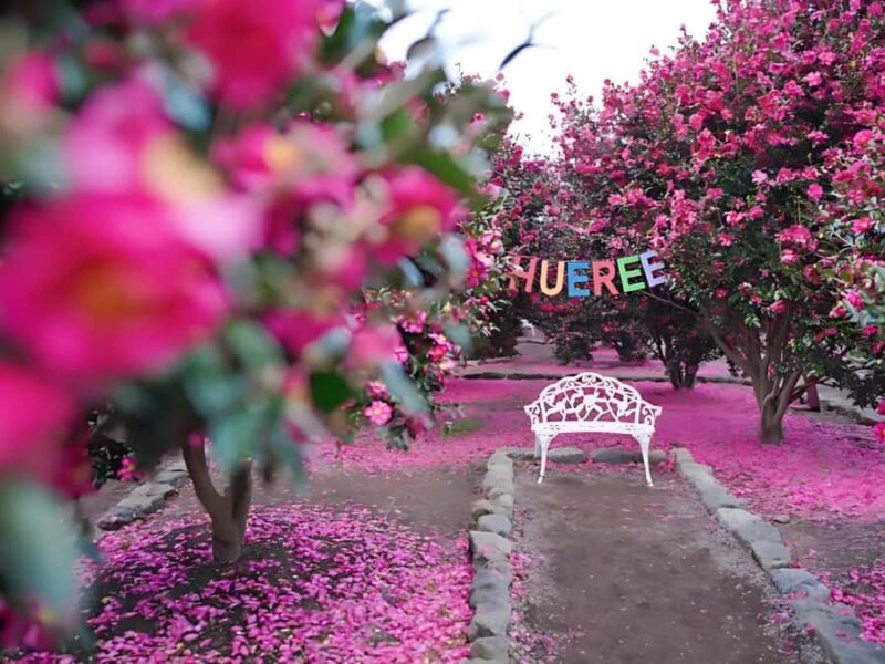 Jeju: Hotel Pickup East Snow, Camellia, Tangerine Picking - Final Thoughts