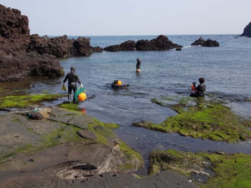 Jeju: Hotel Pickup East Snow, Camellia, Tangerine Picking - Detailed Review of the Jeju East Snow, Camellia, Tangerine Tour