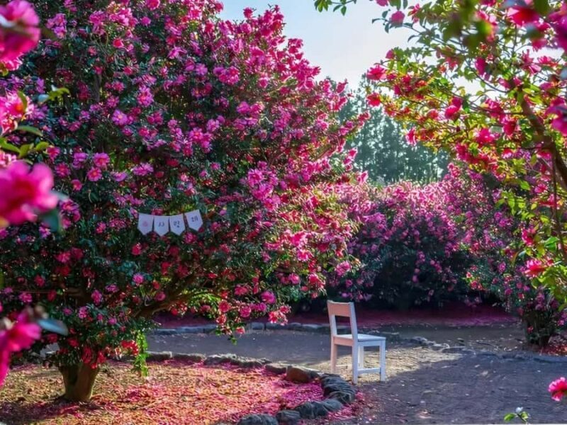 Jeju: Hotel Pickup East Snow, Camellia, Tangerine Picking - FAQ