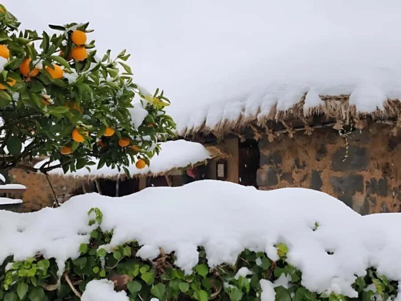 Jeju: Hotel Pickup East Snow, Camellia, Tangerine Picking - Final Thoughts