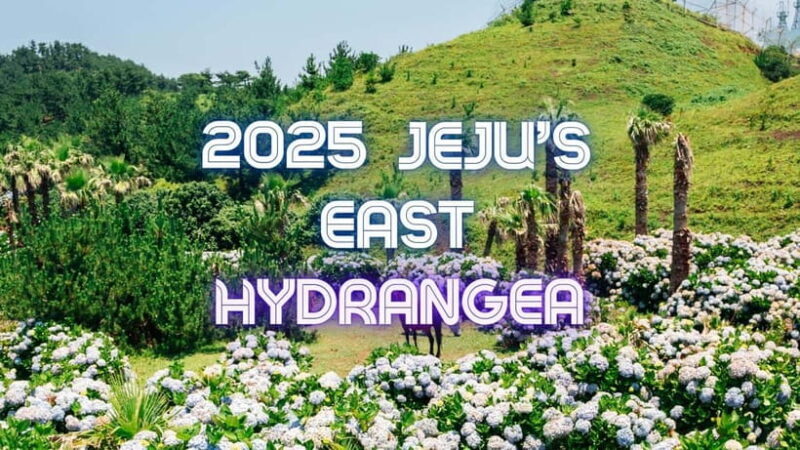 Jeju Hydragea Festival Tour : EAST Route - What Makes This Tour Stand Out?