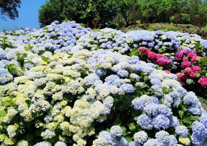 Jeju Hydragea Festival Tour : EAST Route - Practical Considerations