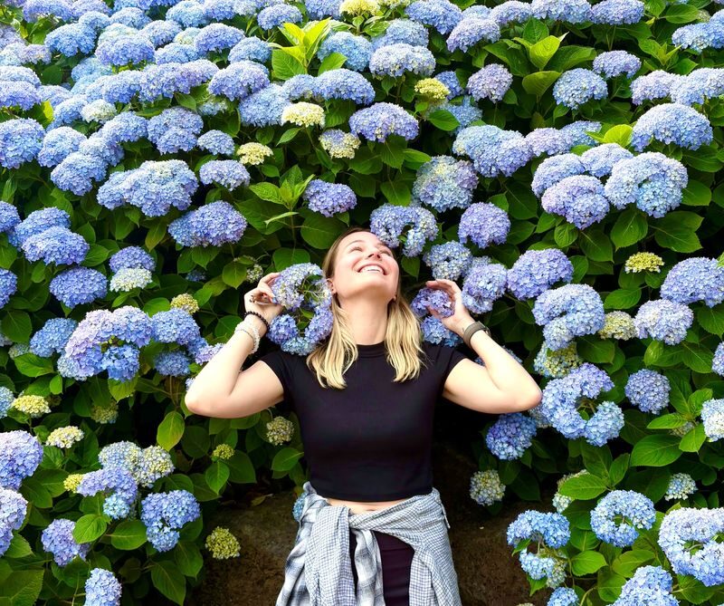 Jeju Hydrangea & Tangerine Cafe Tour incl. Admissions, Hotel Pick-up - Jeju’s short hydrangea season shapes the day