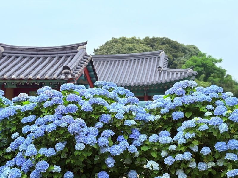 Jeju Hydrangea & Tangerine Cafe Tour incl. Admissions, Hotel Pick-up - O’Sulloc closes the sightseeing loop