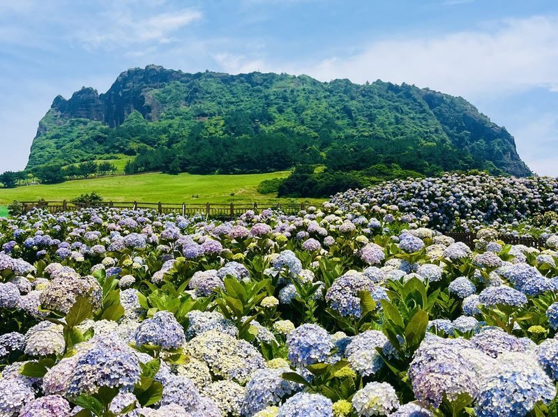 Jeju Hydrangea & Tangerine Cafe Tour incl. Admissions, Hotel Pick-up - Practical details before you reserve
