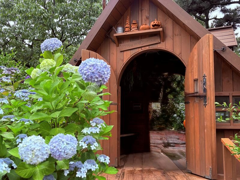 Jeju Hydrangea & Tangerine Cafe Tour incl. Admissions, Hotel Pick-up - Should you book this Jeju day tour?