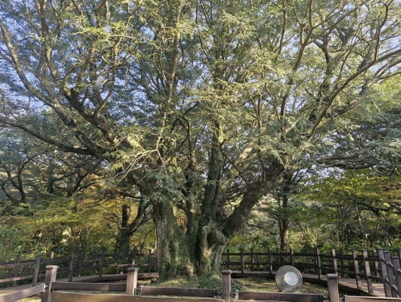 Jeju Island: Eastern Tour for Leisurely Walkers - The Full Experience: What to Expect from the Jeju Eastern Tour