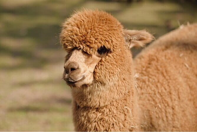 Jeju Island -Full Day Flexible Sightseeing Private (Guide tour) - A Comprehensive Look at the Jeju Island Private Tour