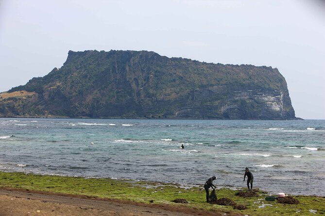 Jeju Island Private Car Tour with Expert Driver - What Makes This Tour Stand Out?