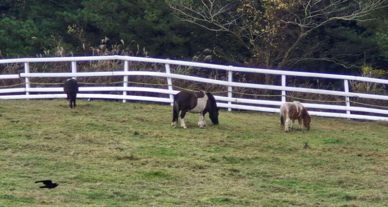 Jeju Island: Private Tour with Driving guide - Good To Know