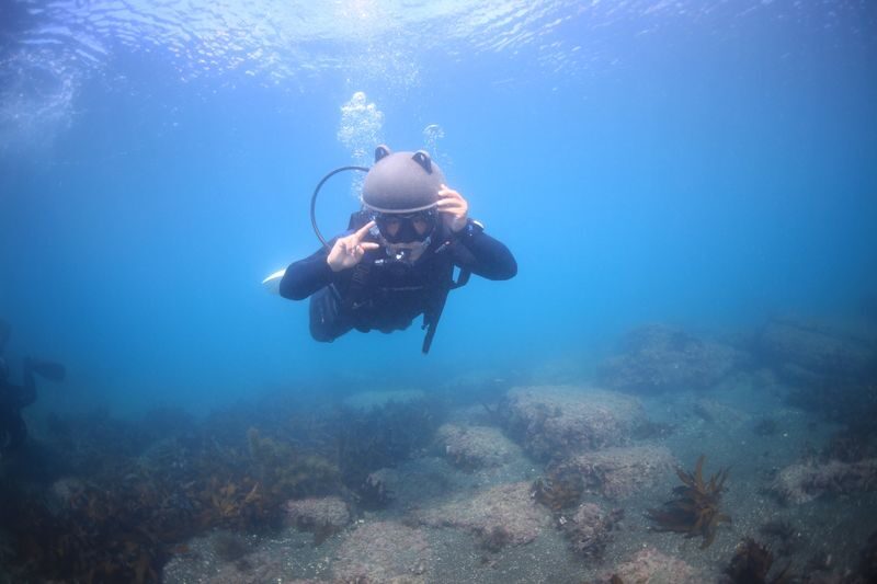 Jeju Island Scuba Diving Experience - What You May See Underwater