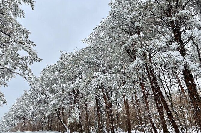 Jeju Island Snow Flower Tracking and Private Sledding Adventure - Who Is This Tour Perfect For?