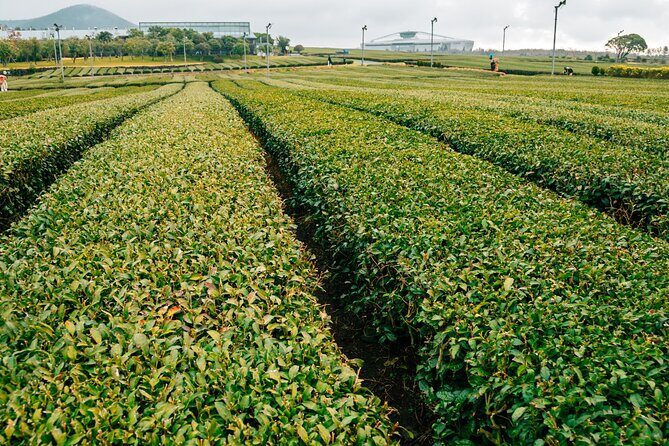 Jeju island Southern UNESCO Day Tour With Hallasan MT - FAQs