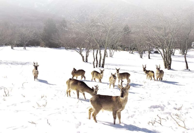 Jeju Island: SouthWest UNESCO Highlights Full-Day Tour - Introduction: A Well-Rounded View of Jeju in a Day
