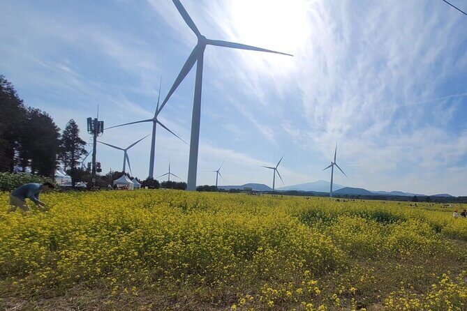 Jeju Island UNESCO small group day tour(Taxi, van & bus) - Who Is This Tour Best For?