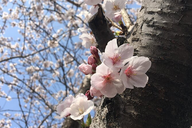 Jeju King Cherry Blossom Natural Habitat Small Group Tour - Good To Know