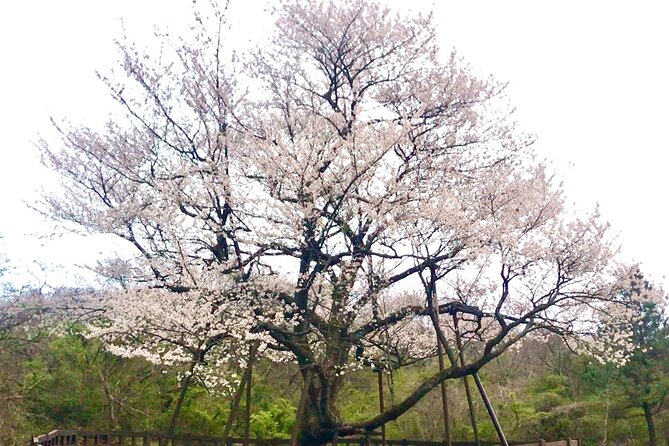 Jeju King Cherry Blossom Natural Habitat Small Group Tour - Frequently Asked Questions