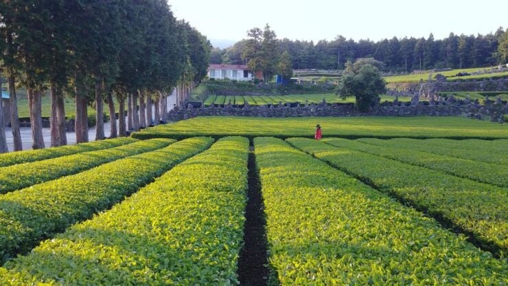 Jeju: Mt. Hallasan Small-Group Nature Hike & Lunch - Activity Details