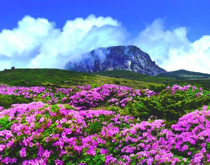Jeju Private Car Customized Tour - Who will get the most from this tour?