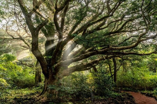 Jeju: Private Guided Taxi Tour - Car Charter - Inclusions and Exclusions