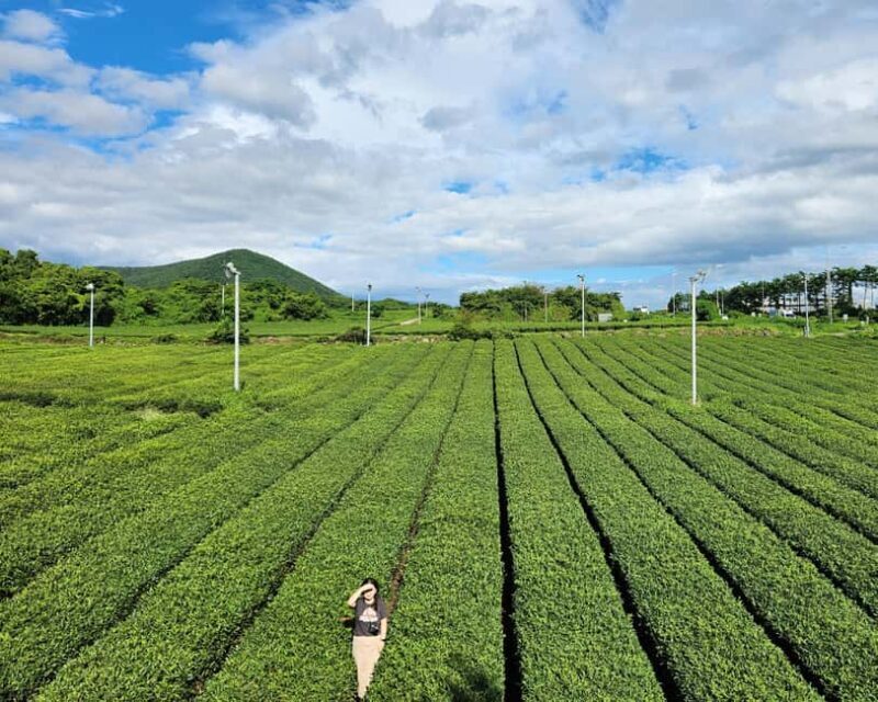 Jeju Private Taxi Tour with a Licenced English Guide-Driver - The Value and Practicalities