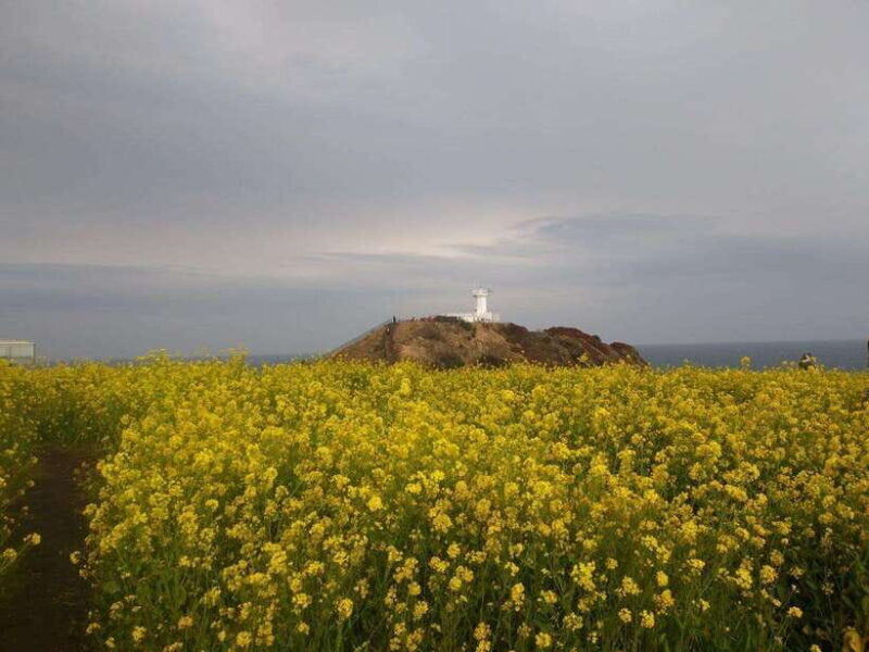 Jeju: Private Tour with an English Guide and a Vehicle - Who Would Love This Tour?